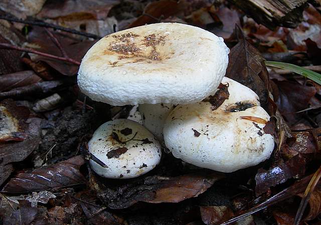 I  Funghi  della  faggeta  calcarea